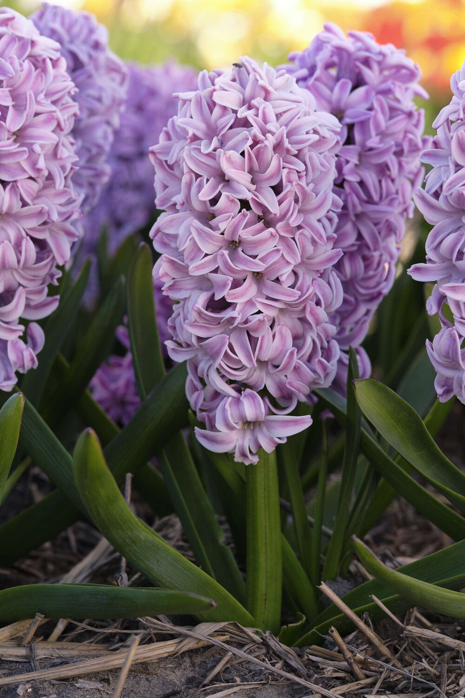 Hyazinthe 'Splendid Cornelia'